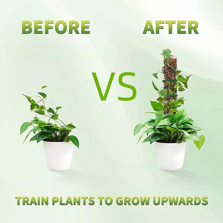 植物爆長神器｜攀爬苔蘚柱 (3)